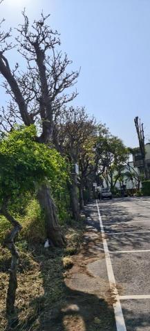 玘町臻園藝 - 超入停車格內上方樹枝鋸除