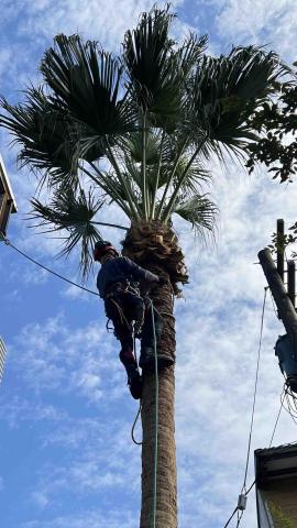 螢火蟲 - 修樹工作