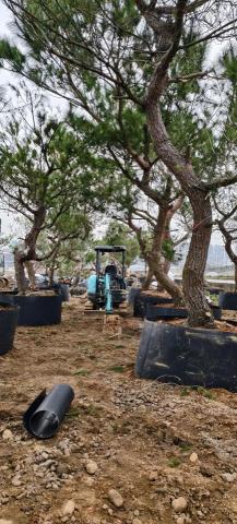 玘町臻園藝 - 大松樹種植服務