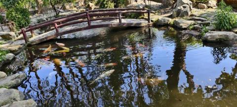 玘町臻園藝 - 魚池維護，最貴一條錦鯉三百萬，科技廠區內