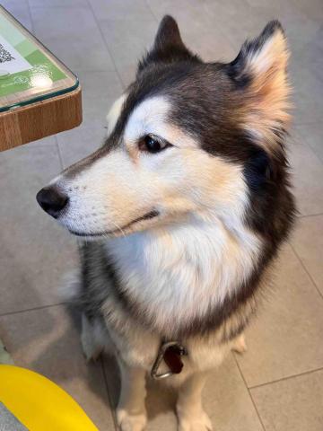 提供台北翻譯公司中翻法服務的專家Hedy