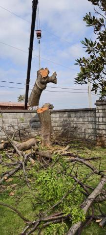 玘町臻園藝 - 褐根病百年老樹鋸除服務