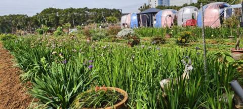 玘町臻園藝 - 生態池，魚池設計施工，完工後第二年回來賞花