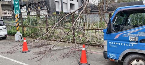 玘町臻園藝 - 鋸樹