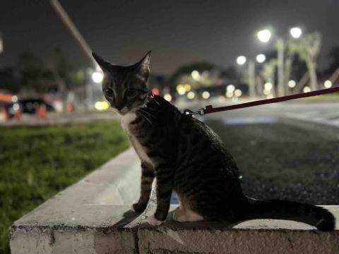 RuYi如意 - 遛寵物