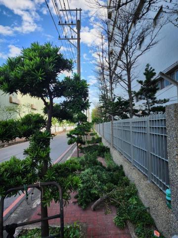玘町臻園藝 - 科技廠區周邊改變造型剪定