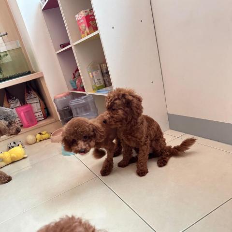 提供指甲光療機服務的專家阿華