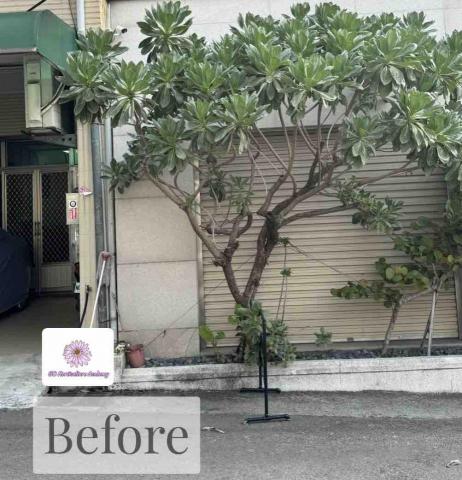 太杉 景観園芸所 エンゲイショ - SPA館白水木