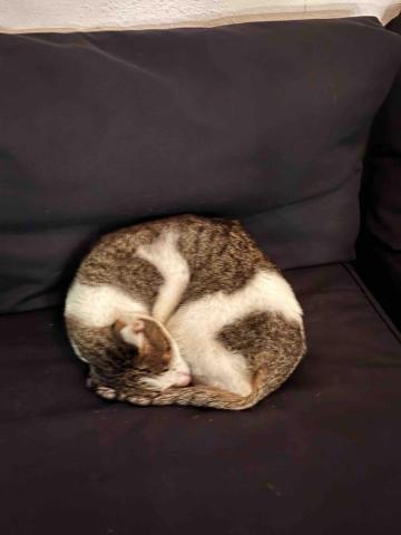 提供仁武地政服務的專家張伊妏