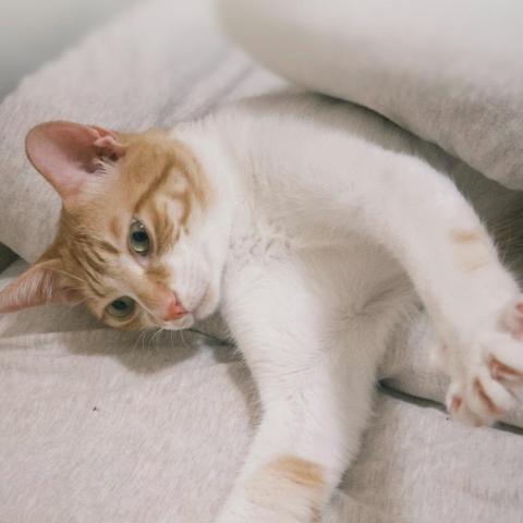 提供高爾夫球用品店服務的專家LIN YANG