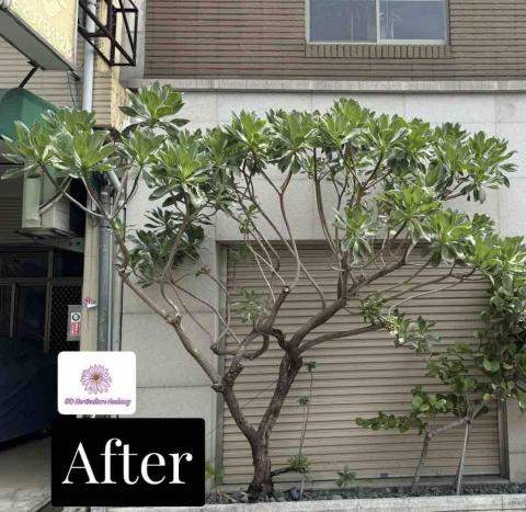 太杉 景観園芸所 エンゲイショ - SPA 館 白水木