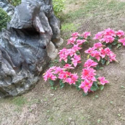 提供電梯維護服務的專家植物圖鑑有限公司