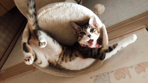 藍迪(寵物陪伴） - 