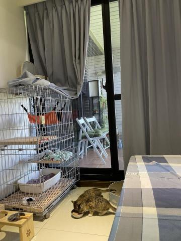 林慧宜 - 幼貓居家照顧及餵食