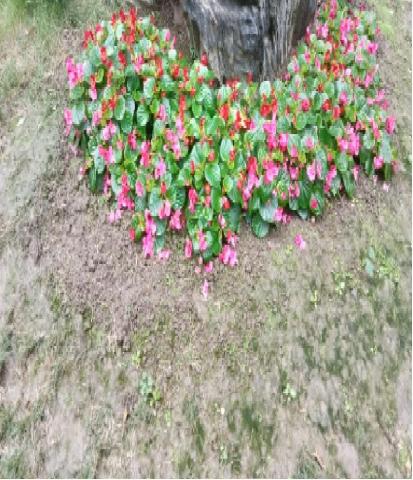 植物圖鑑有限公司 - 草花種植