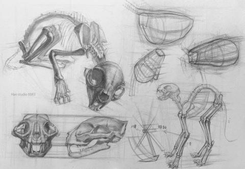 Han studio  邱柏翰 - 為什麼你畫的貓咪總是感覺「怪怪的」？
了解骨骼，就能懂姿勢；懂姿勢，就能畫出生動貓咪。

掌握貓咪畫法的小撇步，就從一起上課開始吧！