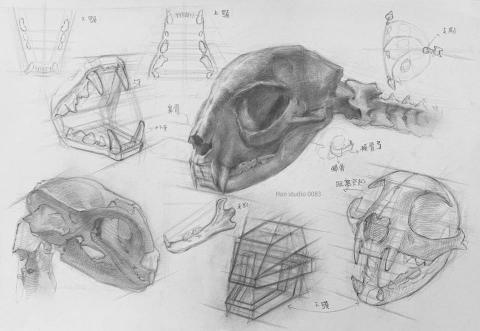 Han studio  邱柏翰 - 貓咪頭部為什麼難畫？關鍵在這裡！
其實貓咪臉蛋可愛的秘密，就是藏在「骨骼結構」中。
只要理解這些骨骼關係，就能輕鬆駕馭各種貓咪角度跟姿勢。