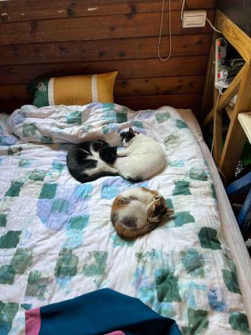 提供網站排名效果服務的專家許家誠