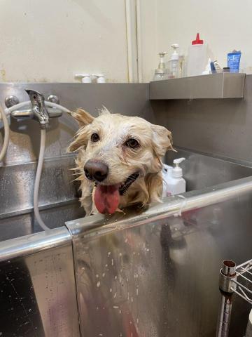 林慧宜 - 狗狗洗澡