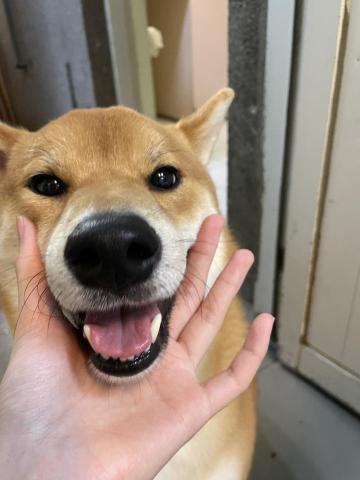 林慧宜 - 開心狗狗