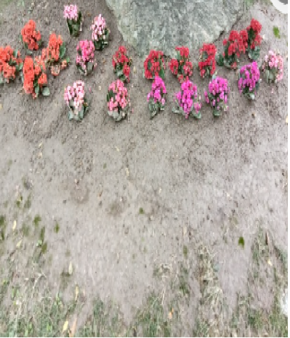 植物圖鑑有限公司 - 草畫種植