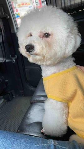 毛大叔狗私塾 - 黏T T的Cola
狗學生 毛大叔狗私塾 - 黏T T的Cola
狗學生