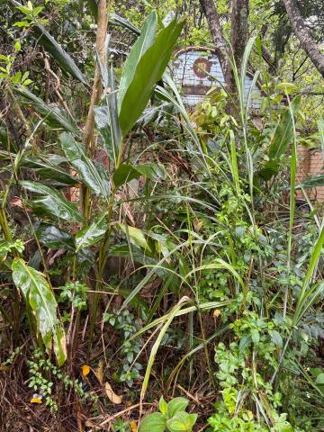 除草特攻隊 - 施工前