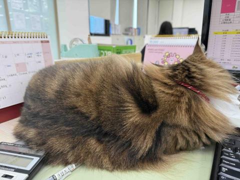 杜玟錚 - 另一隻照顧的吉祥貓