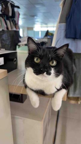 杜玟錚 - 照顧公司吉祥貓