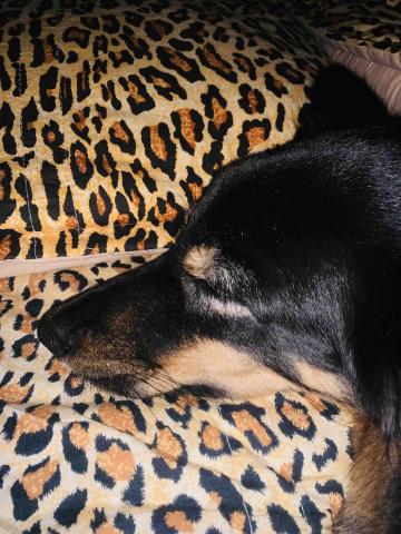 李佩綺 - 提供寵物居家照顧服務