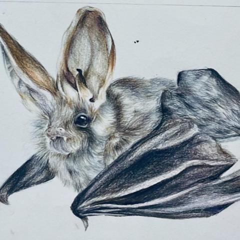 提供插圖手繪服務的專家蝙蝠