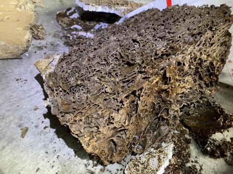 迦揚環衛消毒公司 - 完工後定期追蹤，摘取完滅之蟻巢