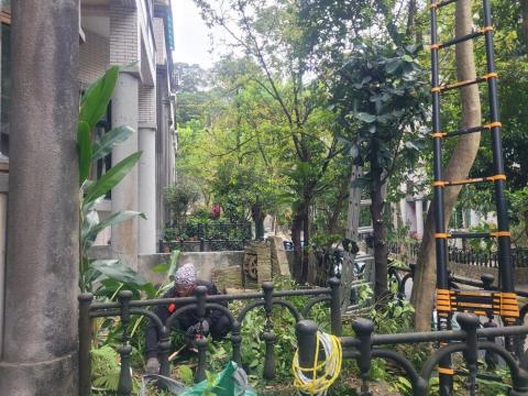 于森園藝企業社 （林先生） - 樹木移除前