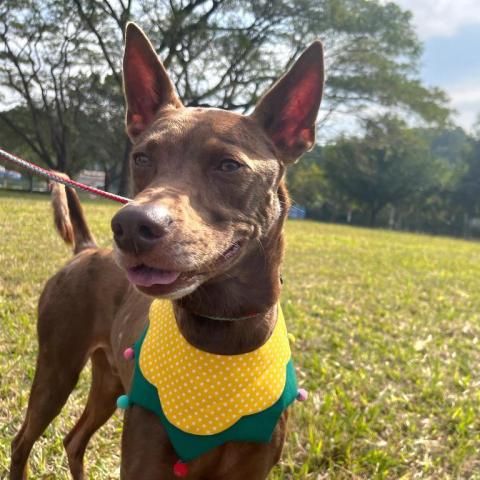 心 禾 狗 狗 教 學 - 