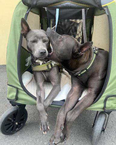 心 禾 狗 狗 教 學 - 