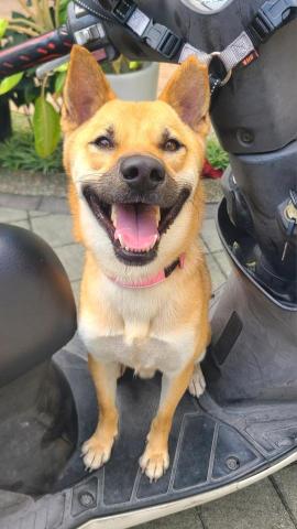 心 禾 狗 狗 教 學 - 