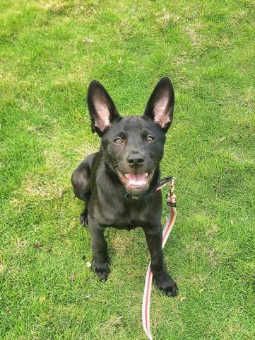 心 禾 狗 狗 教 學 - 