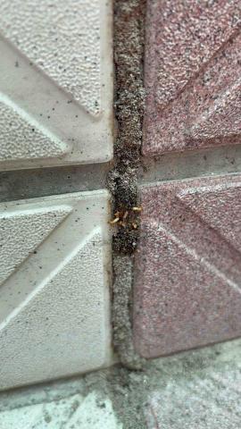 極淨環衛 -  極淨環衛 -