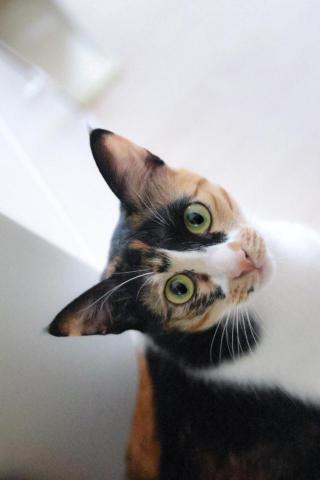 幻墨 - 寵物攝影