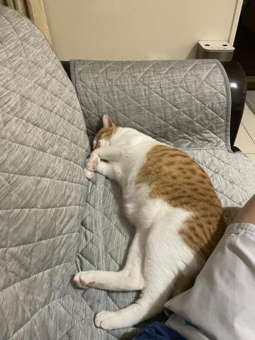 寵物友善照顧 - 