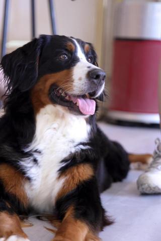 幻墨 - 寵物攝影