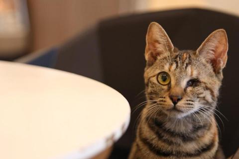 幻墨 - 寵物攝影