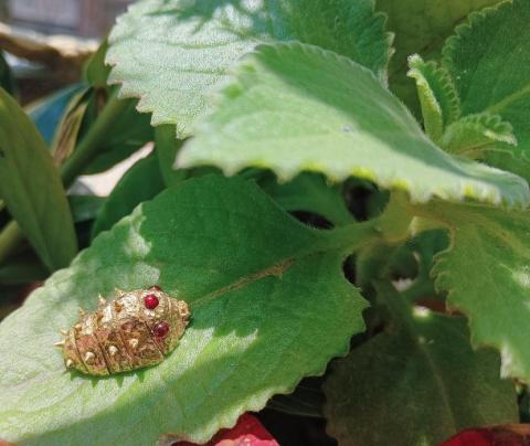 37&deg;C Accessory - 蠟雕黃銅小王蟲