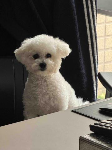 毛大叔狗私塾 - 初一  他叫初一不是十五
#狗學生 毛大叔狗私塾 - 初一  他叫初一不是十五
#狗學生