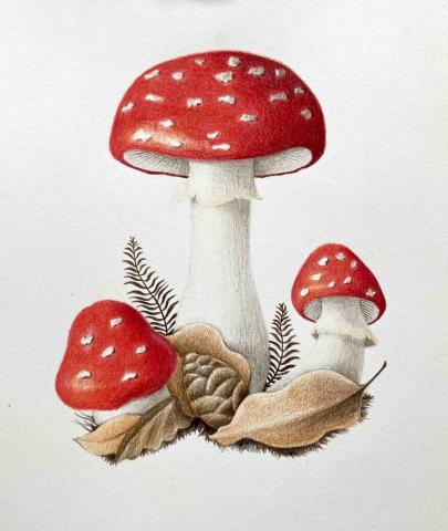 彩果子繪畫 - 示範