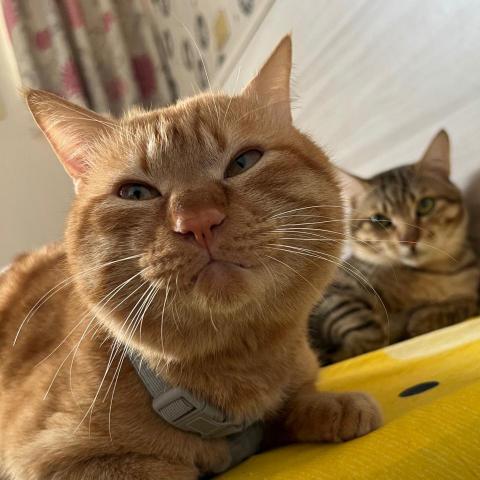 提供鳥寄宿服務的專家Teresa