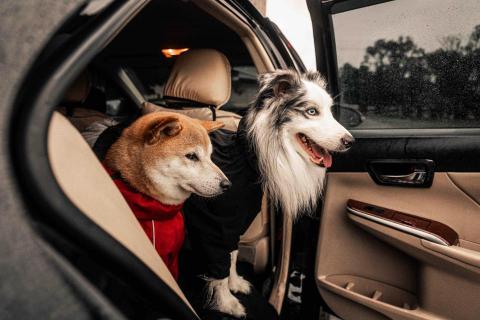 寵物攝影/jason - 狗