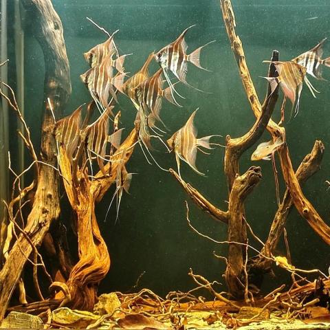 提供缸魚缸服務的專家許朝陽