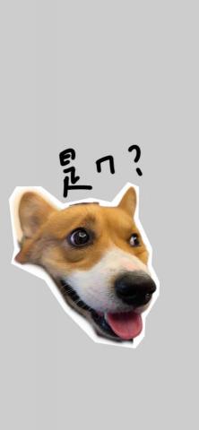 Ariel Studio - 之前做的自家狗狗的貼圖！