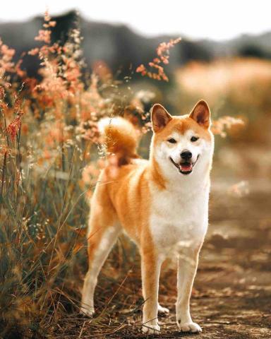 寵物攝影/jason - 柴犬